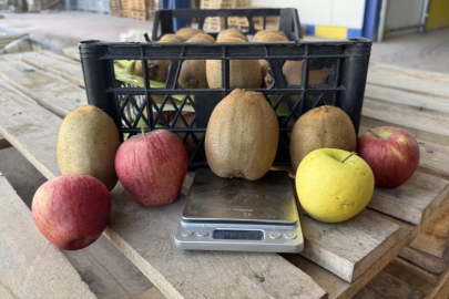 Türkiye'nin tarımda yeni gururu İznik'te yetişti