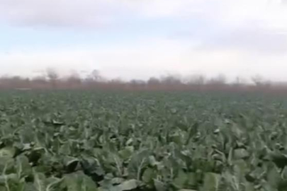 Bursa'da sağanak yağış tarımı vurdu