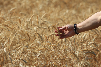 Dünya tahıl üretiminde bolluk ve rekor sezonu yaşanıyor
