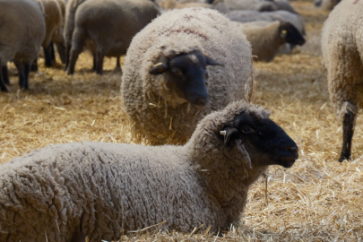 Yılların Merinos Koyunu'na yeni etçil rakip geldi: Bandırma Koyunu