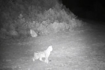 NATO, Türk F-16'sının Romanya hava sahasında yakıt ikmali yaptığı anları paylaştı