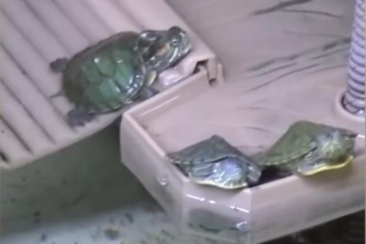 Bursa'da kaplumbağa operasyonu