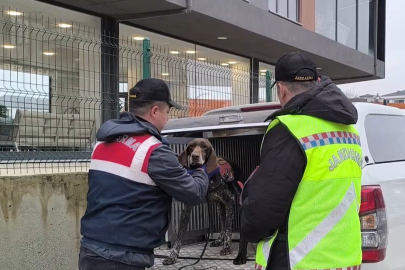 Suç örgütü operasyonu: 36 gözaltı
