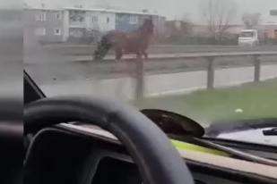 Başıboş at trafikte tehlike saçtı