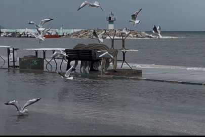 "Birazdan balıklar gelir" dedi, kuşlar sahil yolunda avladı