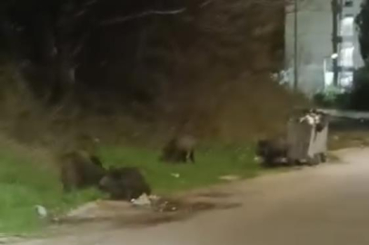 Bursa'da aç kalan domuz sürüsü şehre indi