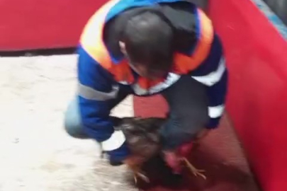 Polis, temizlik işçisi kılığına girerek horoz dövüşünü ortaya çıkardı