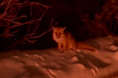 Uludağ yolunda tilki görüntülendi