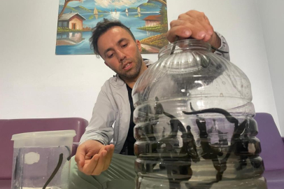 Mezbaha kanıyla besleniyor, birçok hastalığa şifa oluyorlar