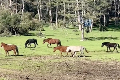 Bursa’da yılkı atlarının özgürlük gezisi