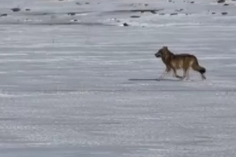 Hareket halindeki aracı takip eden kurt kameraya yansıdı