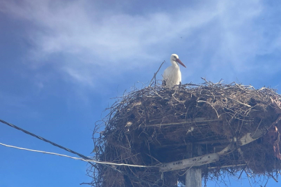Yaren leyleğin eşi Leylek köyündeki yuvaya geldi