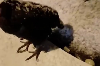 Kümesine giremeyen tavuk otomobil üzerine yumurtladı