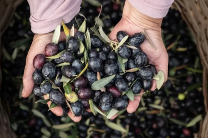 Marmarabirlik'ten 2025'te güçlü ve stratejik büyüme