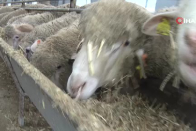 Koyunlara suni tohumlama geliyor