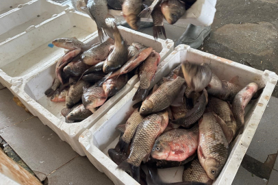 İstilacı İsrail sazanları balıkçılara gelir kaynağı oldu