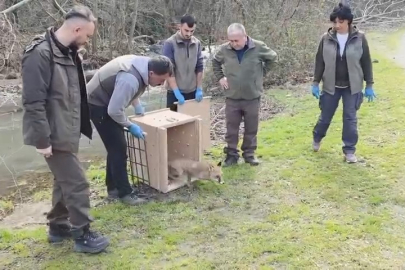 Karacabey Longozları'nda yaban hayatına özgürlük