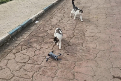 Kediler dronu fare sandı, ortaya renkli görüntüler çıktı