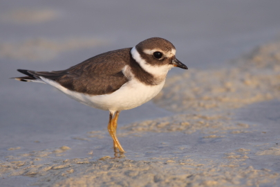 Göçmen kuşların uğrak noktası Türkiye