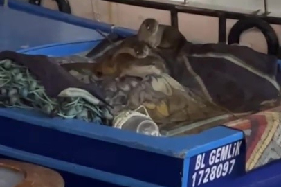 Bursa'da aç kalan anne su samuru ve yavruları Gemlik’te tekneye sığındı