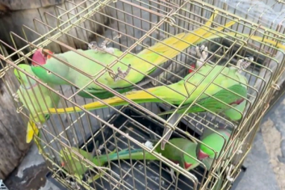 Petshop denetiminde 39 papağana el konuldu