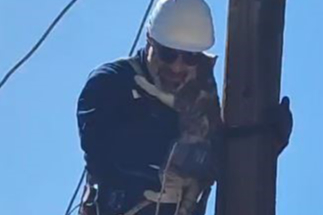 Köpeklerden korkup elektrik direğine çıkan kedi kurtarıldı