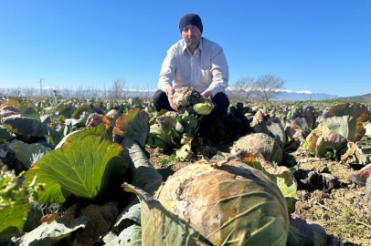 Bursalı üreticilerden Tarım Kredi'ye çağrı: Yüzbinlercesi tarlada çürüdü