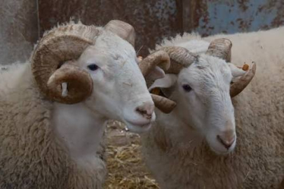 Türkiye'nin en değerli koçları Bursa'da rekor fiyatlara satılıyor