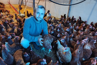 Ev kiraları şehirden kaçırdı, köyde "gezen tavuk" çiftliği kurdu