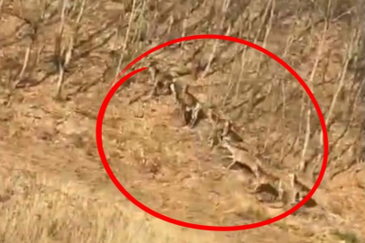 Geyik sürüsü kameraya böyle takıldı