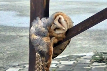 Sevimli Baykuş sokak direğinde uyuya kaldı