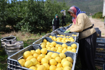 TÜİK'e göre limonda üretici fiyatları yıllık yüzde 410 yükseldi