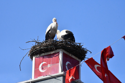 Yuva yapacak alan bulamayan leylekler yeniden İznik’te