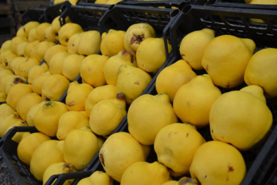 Ayva artık lüks oldu... Bursa'da kilosu 300 liraya dayandı