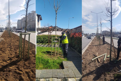 Bursa’nın 700 yıllık mirası 700 çınarla kök salıyor