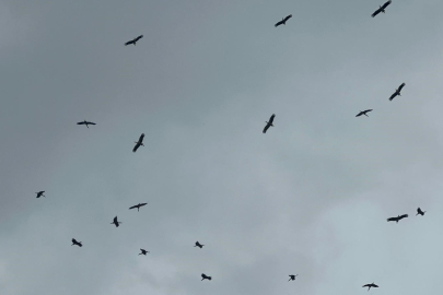 "Bolluk" müjdecisi leylek sürüsü Bursa semalarında görüldü