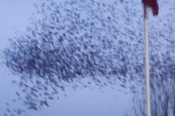 Kuşların Türk bayrağı çevresindeki mest eden dansı kamerada