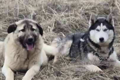 Yavru kangal gönlünü Sibirya kurduna kaptırdı