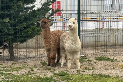 İpsala Sınır Kapısı’nda minibüste cins hayvanlar ele geçirildi