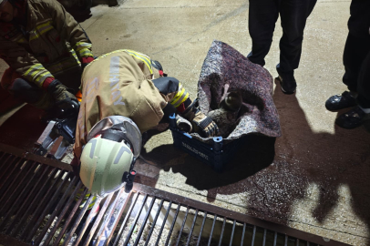 Su giderine yavrulayan anne kedi ve yavrularını itfaiye kurtardı