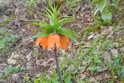 Bu çiçeği koparmanın cezası ikinci el araba fiyatını geçiyor