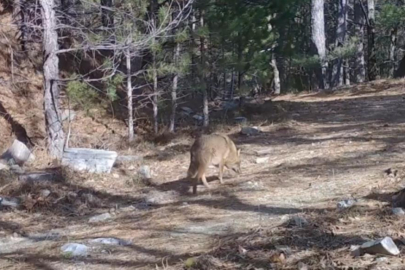 Uludağ’da Altın Çakallar fotokapana yakalandı