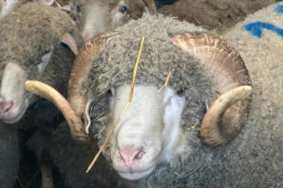 Bursa'da milyonluk koçun kuzuları için bugünden sıraya girdiler