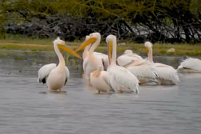 Göç eden pelikanlar Bursa’da mola verdi