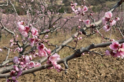 Bursa'da alevlerden geriye kalan siyah ile ortasındaki pembenin epik savaşı
