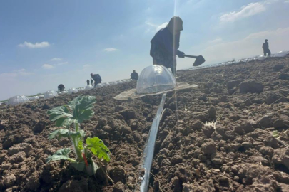 Karacabey Ovası'nda turfanda karpuz ekimi başladı