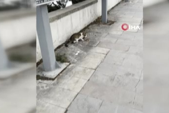 Fareden oscarlık performans