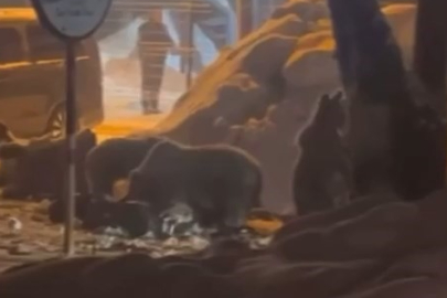 Uludağda kış uykusundan uyanan ayı ailesi Sarıalana indi