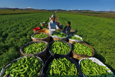 "Tarımı geliştiren, sanayiyi ve ticareti birlikte büyüten bir anlayışla ilerliyoruz"