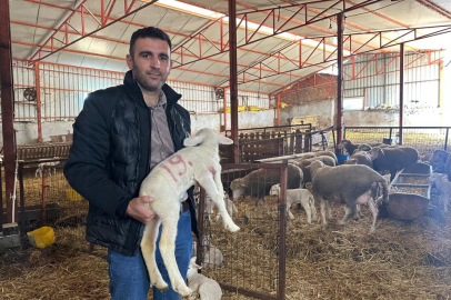 57 yıldır safkan damızlık Karacabey merinosu yetiştiriyorlar, birçok sürüde imzaları var